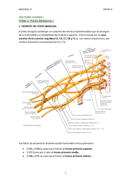 TEMA 5 - PLEXO BRAQUIAL I Troncos y nervios.pdf