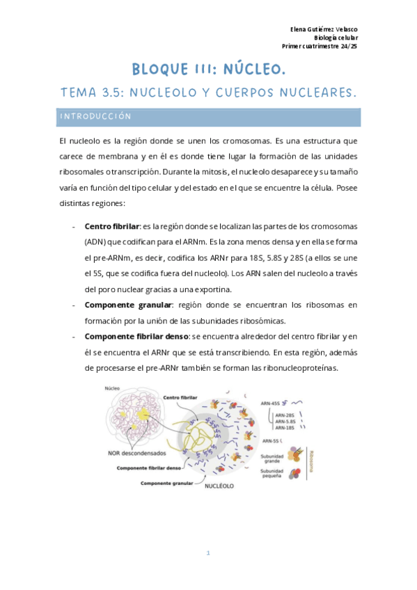 tema-3.5-nucleolo.pdf
