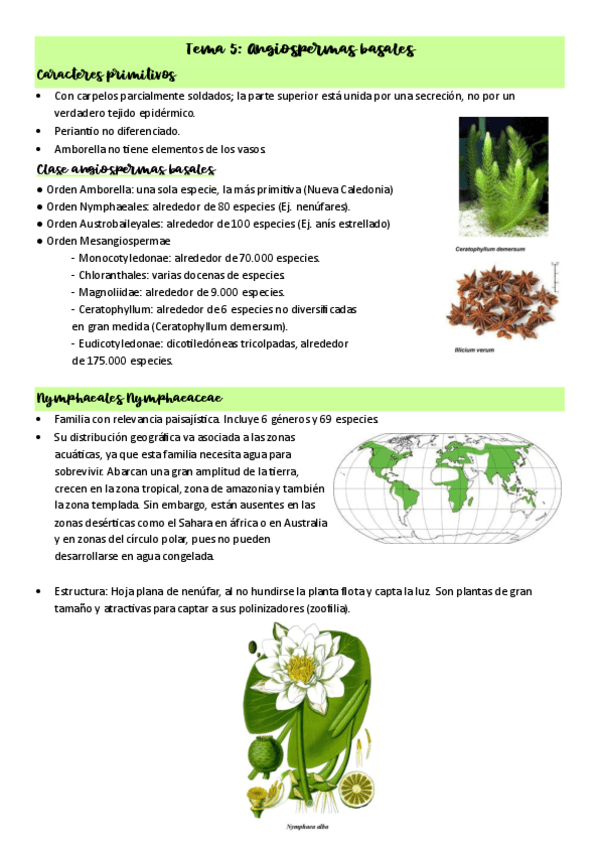 Tema-5-Angiospermas-basales.pdf