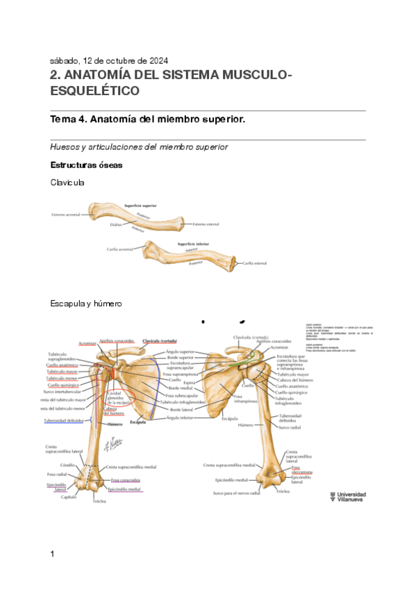 TEMA-4.-ANATOMIA.pdf