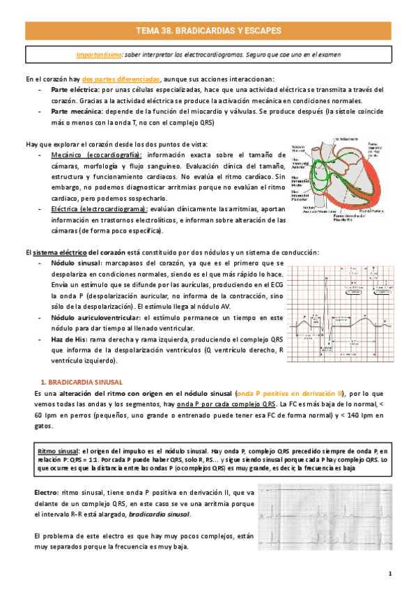 Corazon.pdf