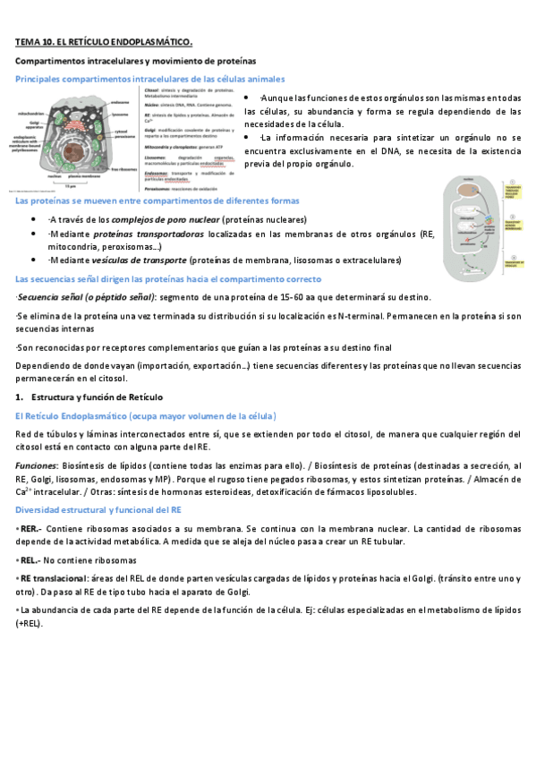 TEMA-9-RETICULO-ENDOPLASMATICO.pdf