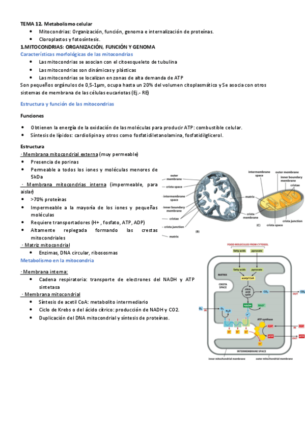 TEMA-11.-METABOLISMO-CELULAR.pdf