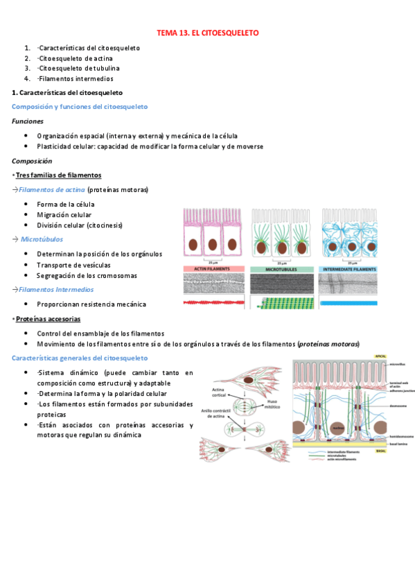 TEMA-12.-EL-CITOESQUELETO.pdf