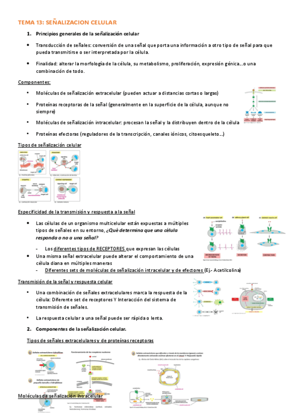 TEMA-13-SENALIZACION-CELULAR.pdf