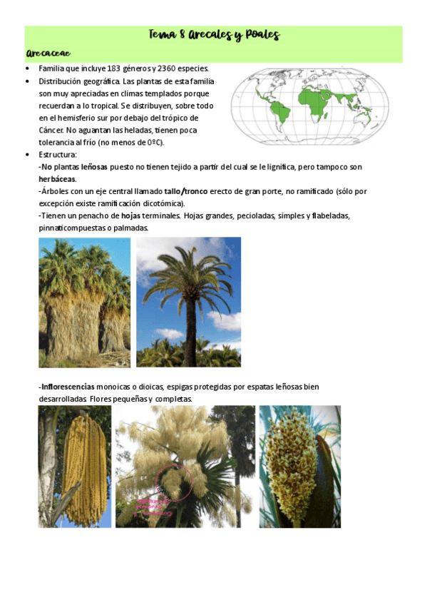 Tema-8-Arecales-y-Poales.pdf