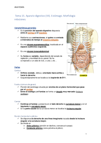 Tema 15. Aparato digestivo VII. Estómago.pdf