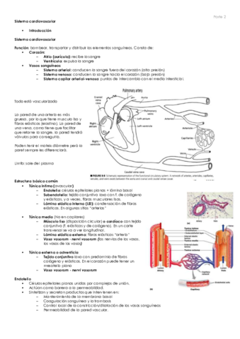 Sistema cardiovascular Bea.pdf