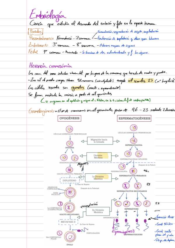 T2-EMBRIOLOGIA-Anatomia-Humana.pdf