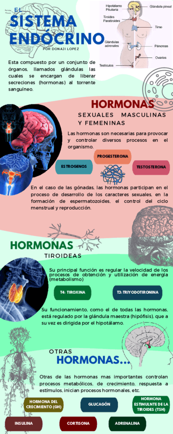 SISTEMA-ENDOCRINO.pdf