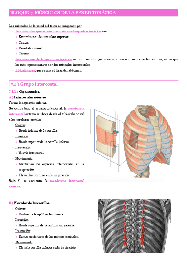 Bloque-7.-Los-musculos-de-la-pared-toracica..pdf