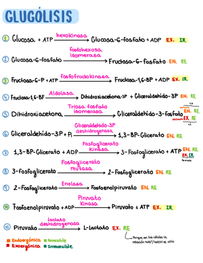 ESQUEMAS-METABOLISMO.pdf