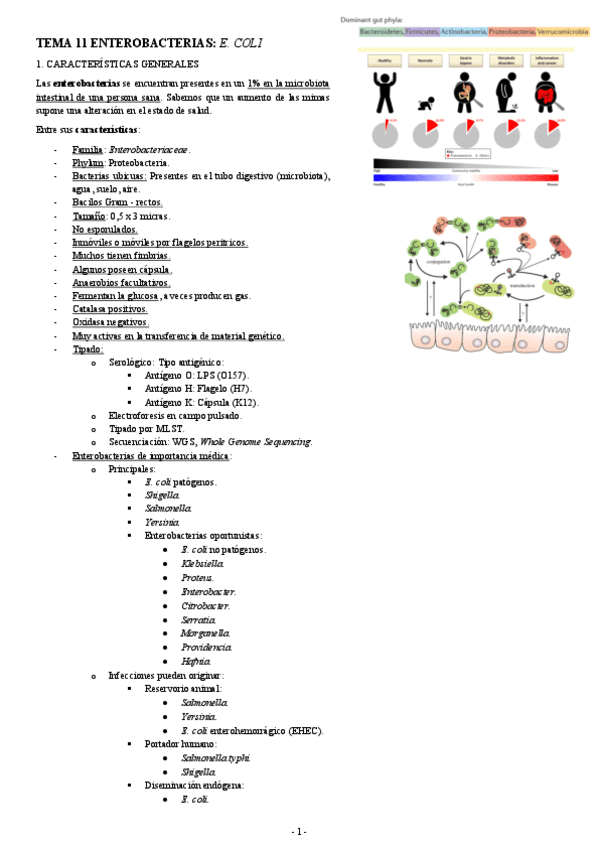 MICROBIOLOGIA-TEMA-11-ENTEROBACTERIAS-E.-COLI.pdf