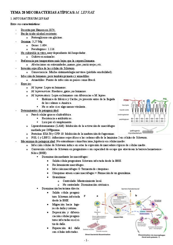 MICROBIOLOGIA-TEMA-20-MICOBACTERIAS-ATIPICAS-M.-LEPRAE.pdf