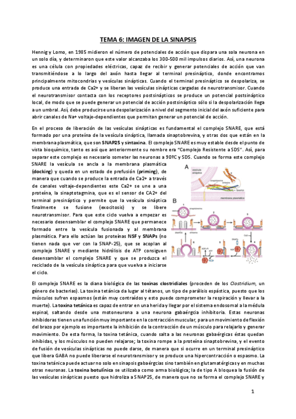 TEMA-6-Imagen-de-la-sinapsis.pdf
