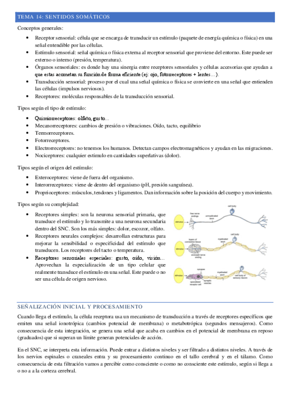 Tema-14-Sentidos-somaticos.pdf