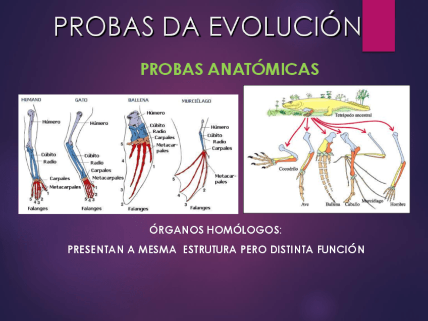 probas-da-evolucion-2021.pdf