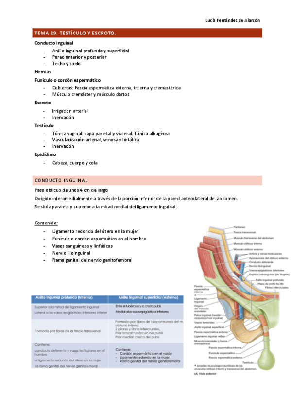 tema-29-30-y-31-ANAT-DRURE.pdf