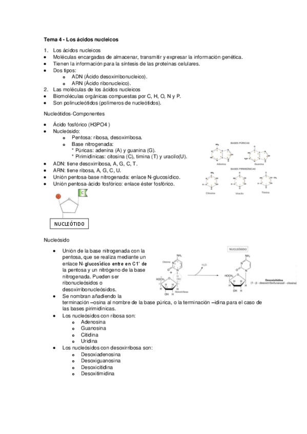 TEMA-4-ACIDOS-NUCLEICOS.pdf