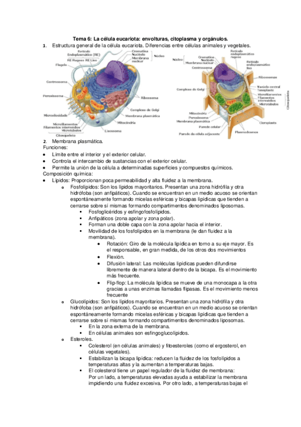 Tema-6-La-celula-eucariota-envolturas-citoplasma-y-organulos.pdf