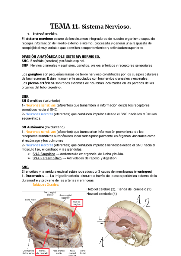 ANATOMIA-T11.pdf