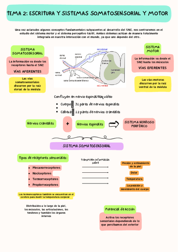 TEMA-2-NIVELES-TACTILES.pdf