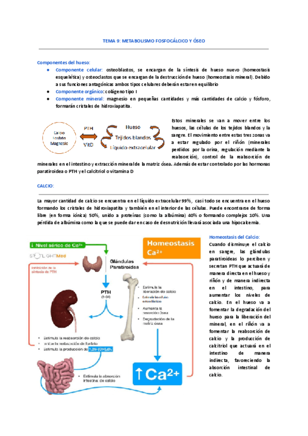 TEMA-9--METABOLISMO-FOSFOCALCICO-Y-OSEO.pdf