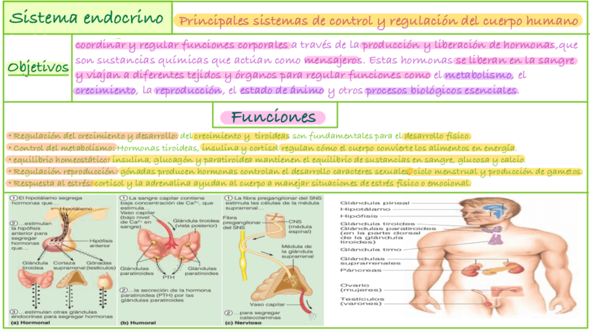 endocrino-.pdf