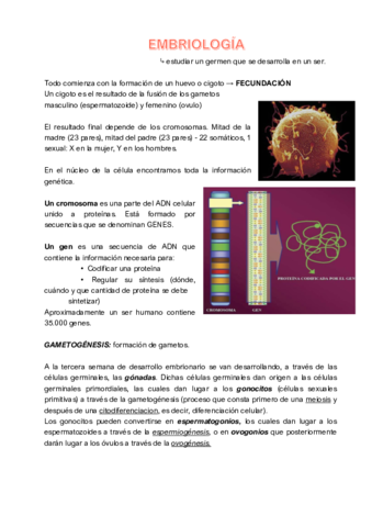 embriología nerea TERMINADA - copia.pdf