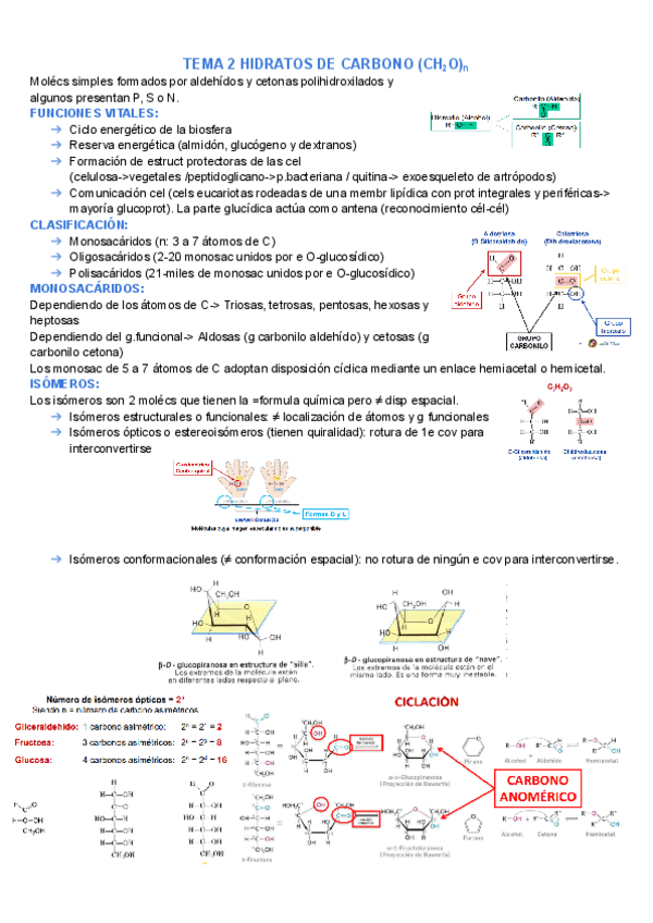 TEMA-2-HIDRATOS-DE-CARBONO-bioquimica.pdf