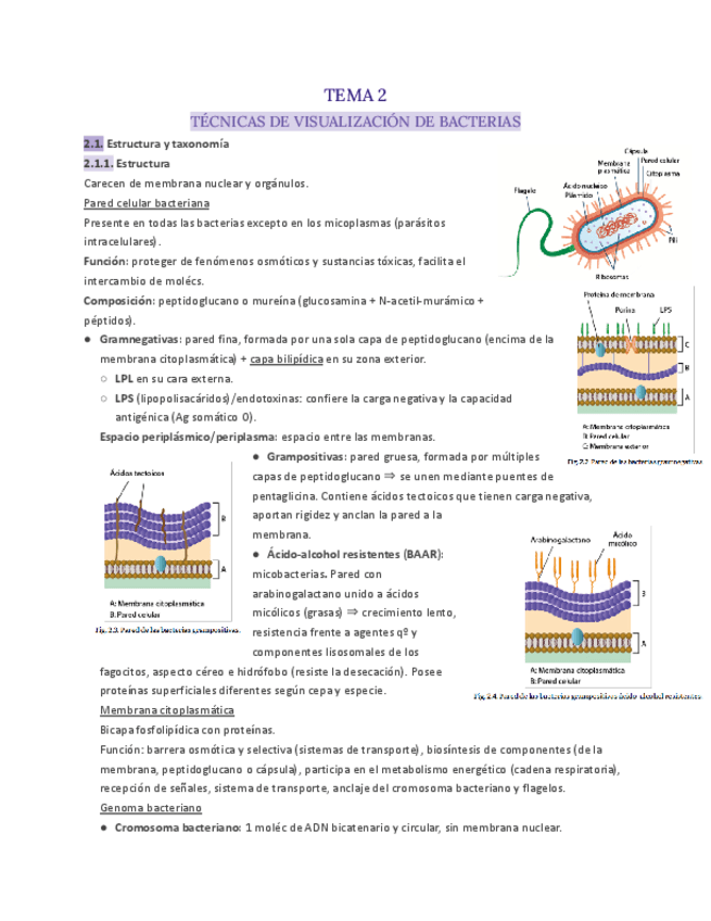 T.2-Microbiologia.pdf