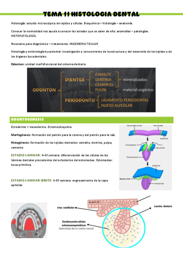 HISTOLOGIA-T11.pdf