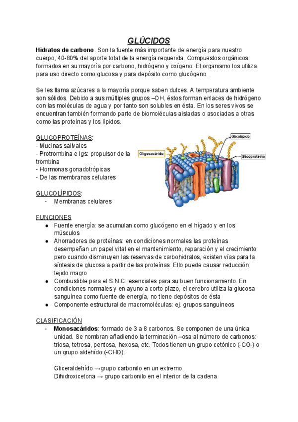 GLUCIDOS-T3.pdf