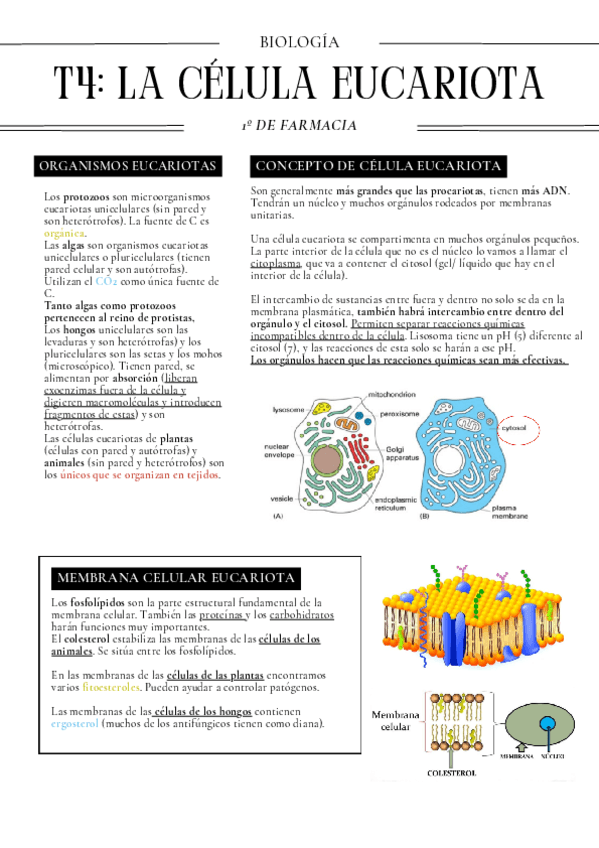 CELULA-EUCARIOTA.pdf