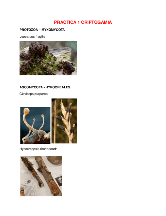 PRACTICA-1-2024-HONGOS.pdf