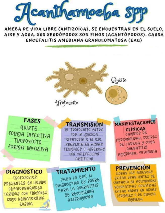 Acanthamoeba-spp.pdf