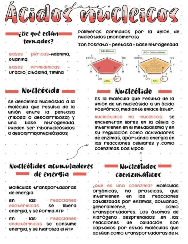 Acidos-nucleicos.pdf