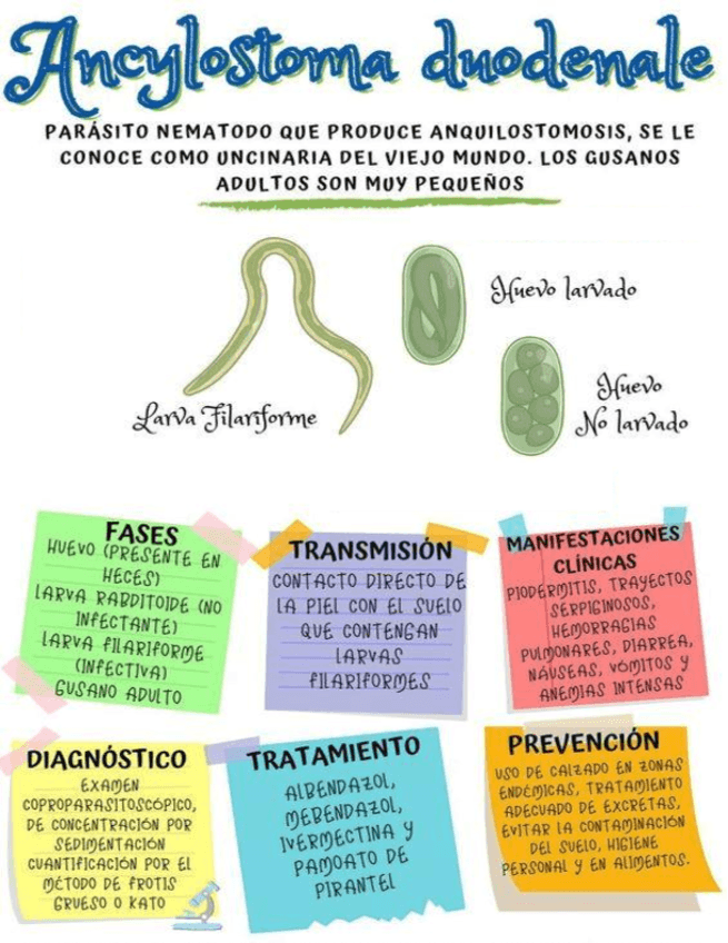 Ancylostoma-duodenale.pdf