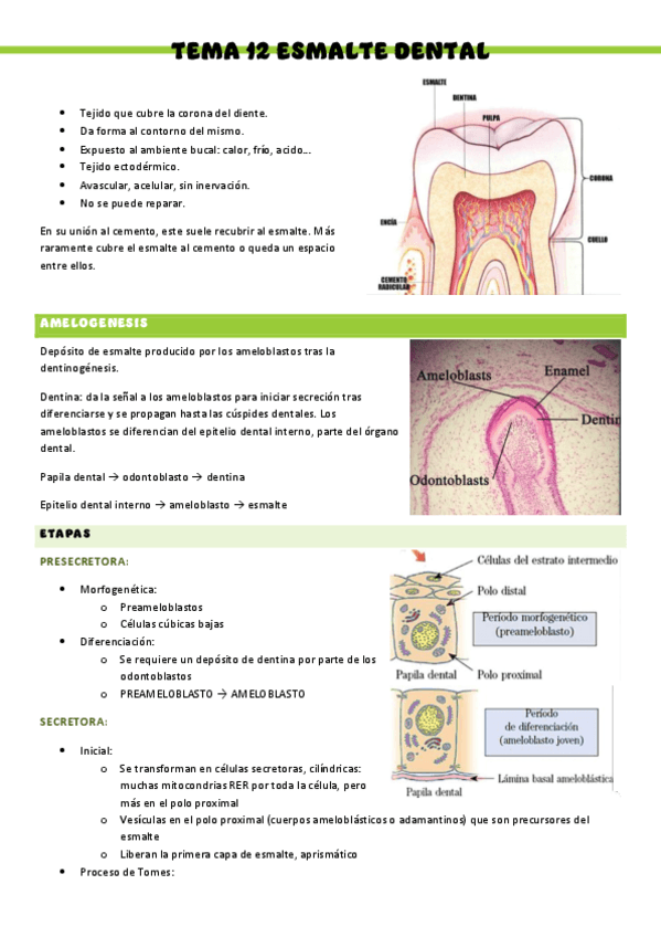 HISTOLOGIA-T12.pdf