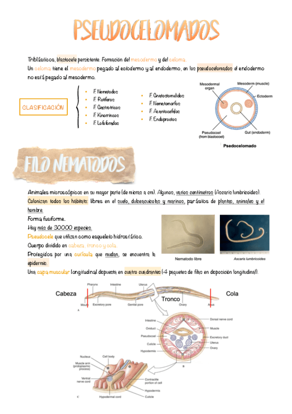 7.-Pseudocelomados.pdf
