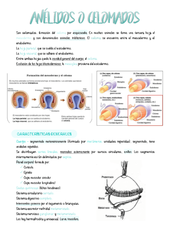 8.-Anelidos-o-celomados.pdf