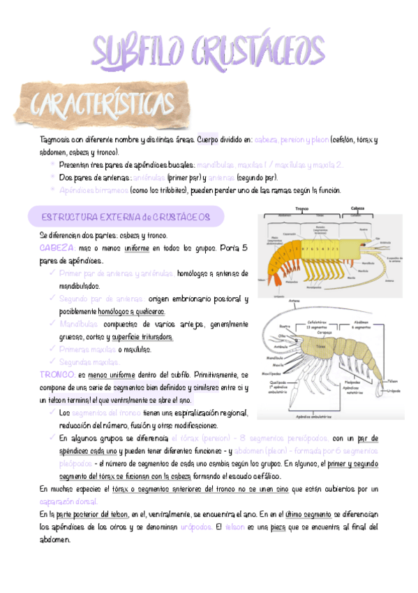 12.-Crustaceos.pdf