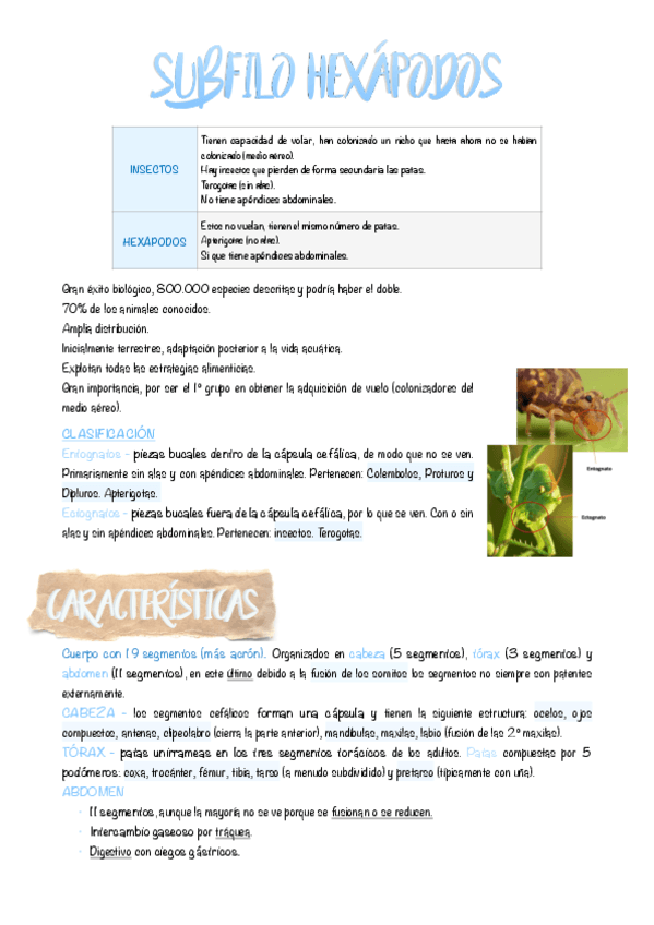 14.-Subfilo-hexapodos.pdf