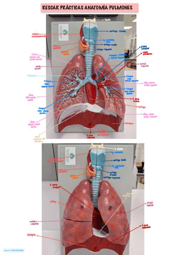 PRACTICAS-RESPIRATORIO-ANATOMIA.pdf