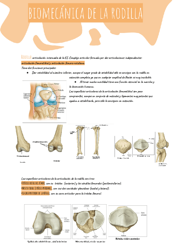 biomecanica-rodilla.pdf
