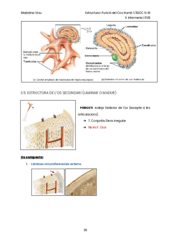 PART-2-BLOC-II-i-III-ESTRUCTURA-I-FUNCIO-DEL-COS-HUMA-I-36-74.pdf