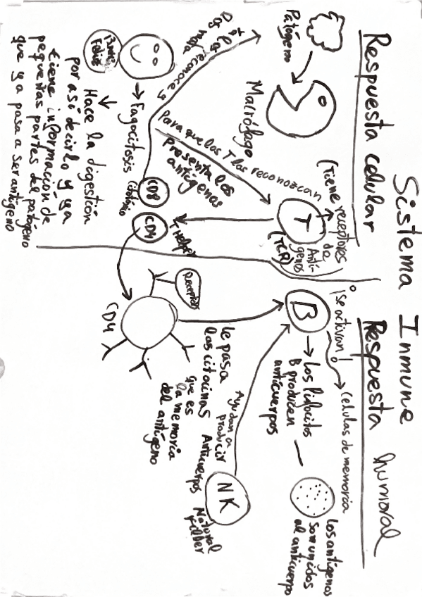 Fisiopatologia-EL-SISTEMA-INMUNE-RESPUESTA-CELULAR-Y-HUMORAL-RESUMEN.pdf
