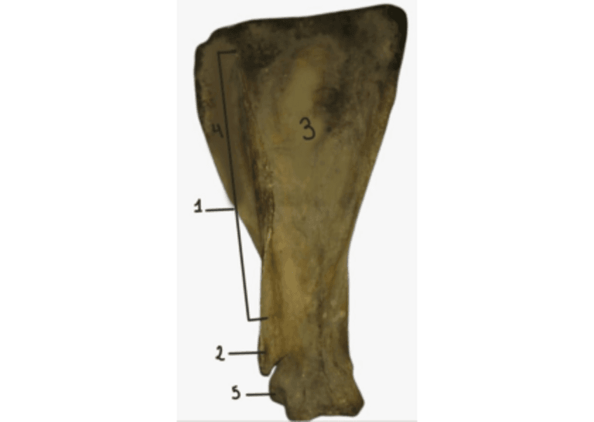 flashcards-anatomia.pdf