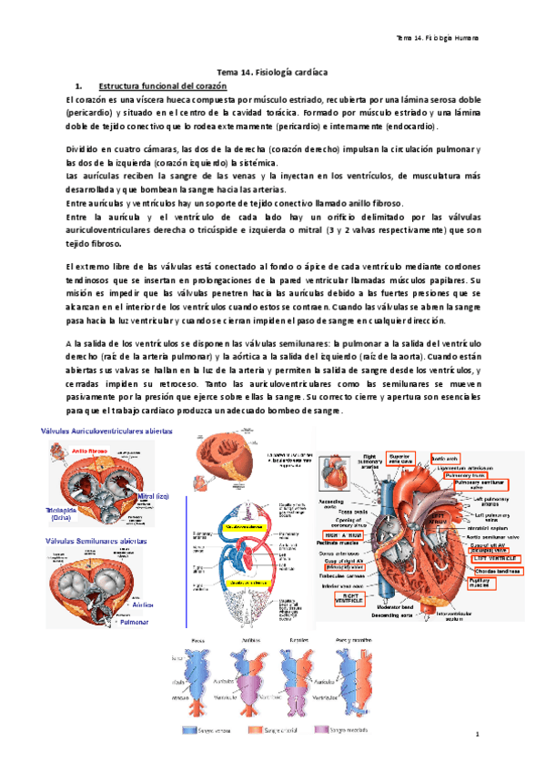 Tema-14.-Fisiologia-cardiaca.pdf