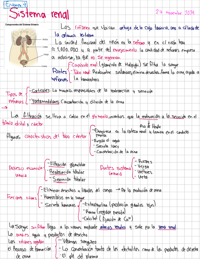 Sistema-renal.pdf